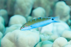 BD-131211-Fury-Shoal-1290-Thalassoma-lunare-(Linnaeus.-1758)-[Moon-wrasse.-Mångylta].jpg